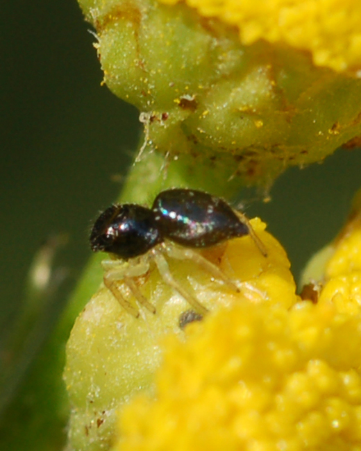 Heliophanus sp.